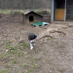 tierheimarchenoahbrinkum