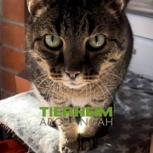 tierheimarchenoahbrinkum