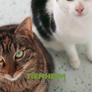 tierheimarchenoahbrinkum