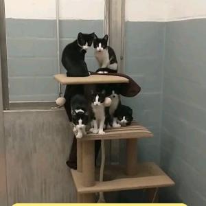 tierheimarchenoahbrinkum