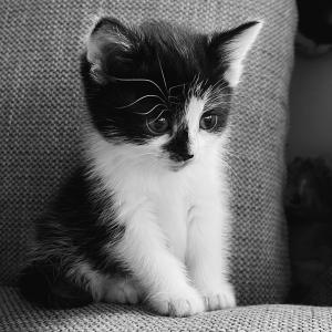 tierheimarchenoahbrinkum