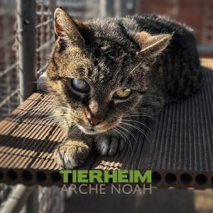 tierheimarchenoahbrinkum