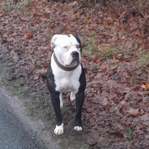 tierheimarchenoahbrinkum