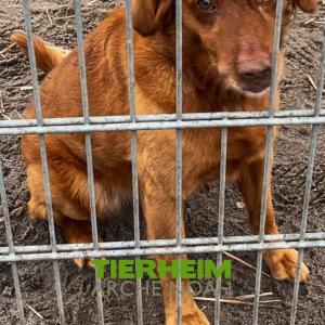 tierheimarchenoahbrinkum