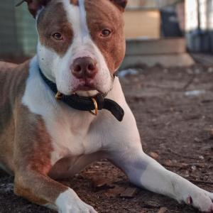 tierheimarchenoahbrinkum